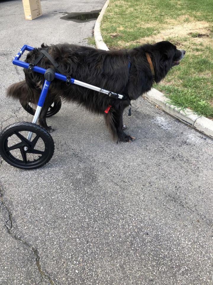 Hydromassage canin Rive-Sud de Montréal