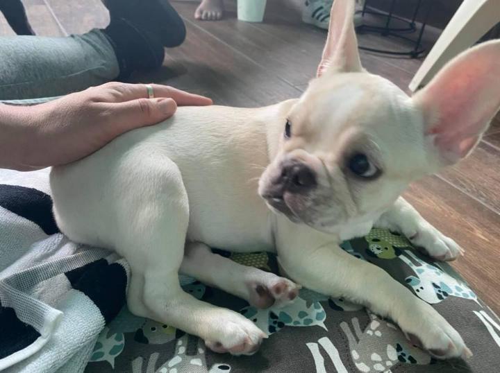 Formation massage animal Rive-Sud de Montréal