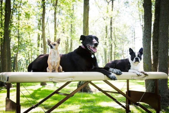 Pension pour chien Rive-Sud de Montréal