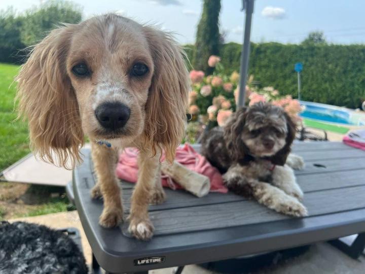 Formation massage animal Rive-Sud de Montréal