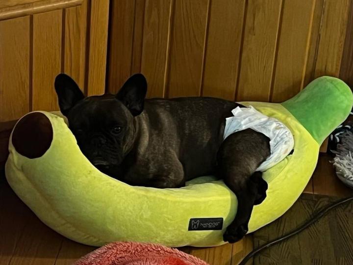 dérivé Pension pour chien Rive-Sud de Montréal