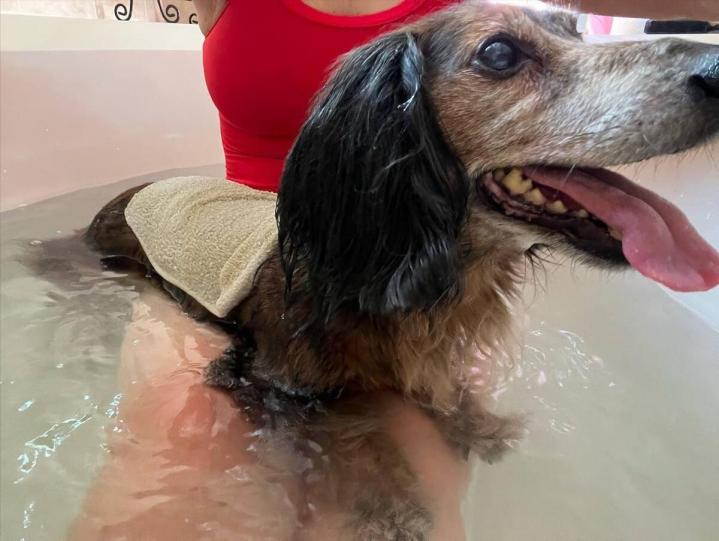 Activités aquatiques avec son chien Rive-Sud de Montréal