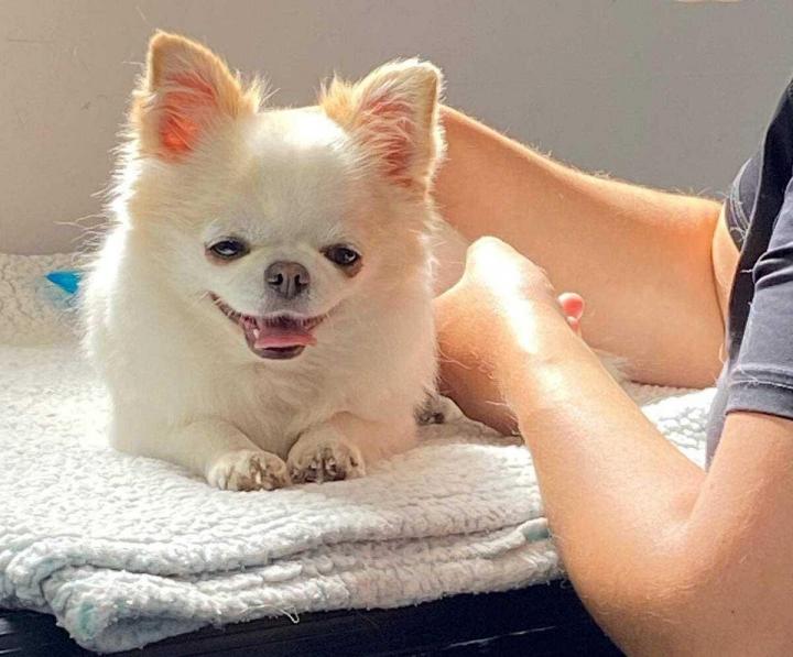 Massage pour les animaux Sainte-Catherine
