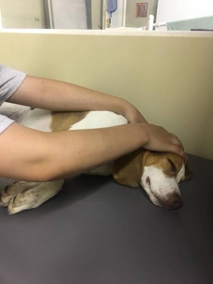 Massage pour les animaux Longueuil