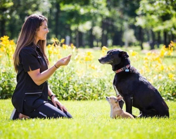 Pension pour chien Rive-Sud de Montréal