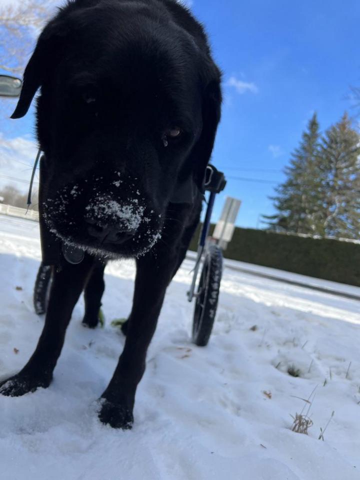 Activités aquatiques avec son chien Rive-Sud de Montréal