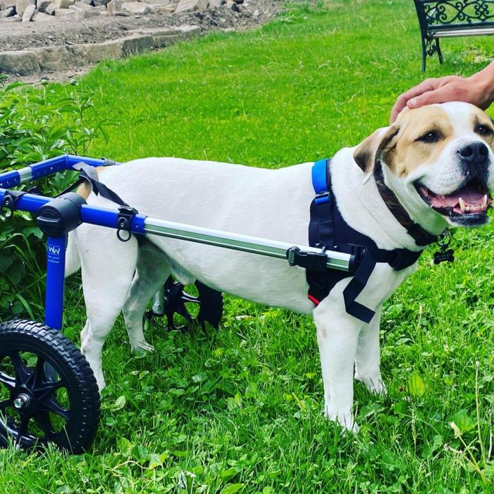 Activités aquatiques avec son chien Rive-Sud de Montréal