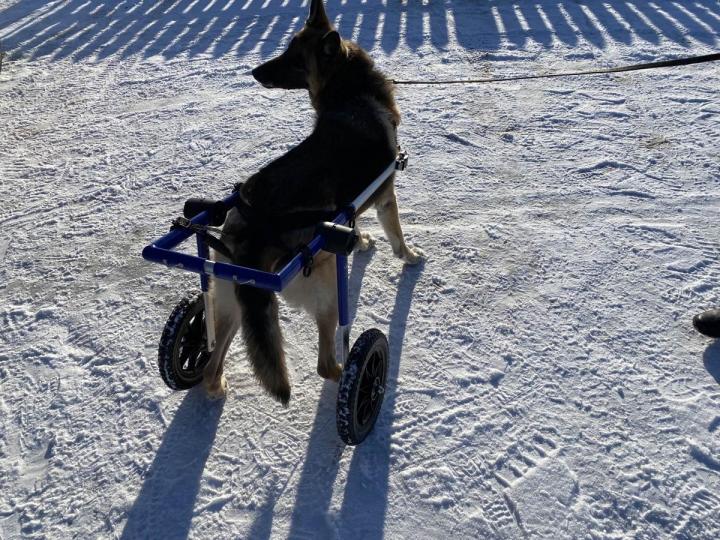 Hydromassage canin Rive-Sud de Montréal