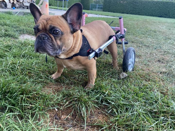 Pension pour chien Rive-Sud de Montréal