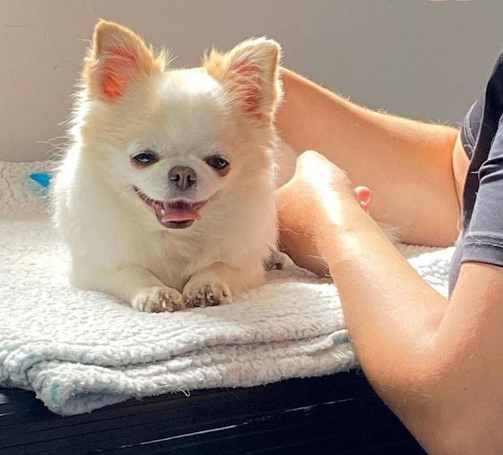 Massage pour les animaux Rive-Sud de Montréal