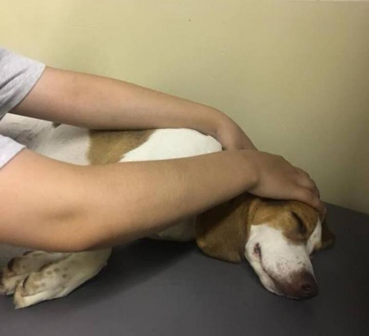 dérivé Massage pour les animaux Rive-Sud de Montréal