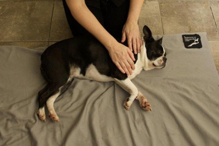 dérivé Formation massage animal Rive-Sud de Montréal