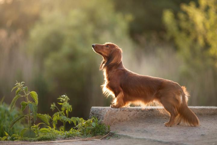 Massage pour les animaux Rive-Sud de Montréal