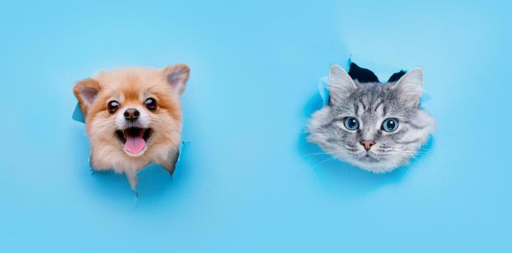 Quelles techniques de massage sont adaptées aux différents types d'animaux ?, Rive-Sud de Montréal
