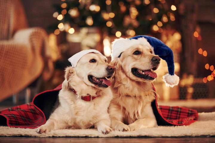 Comment les instituts thérapeutiques canins aident-ils les chiens en difficulté ? Rive-Sud de Montréal
