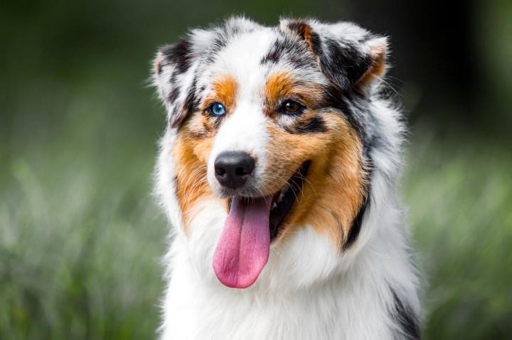 Massage pour les animaux Saint-Jean-sur-Richelieu