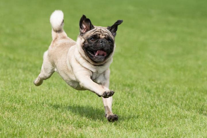 Pension pour chien Rive-Sud de Montréal